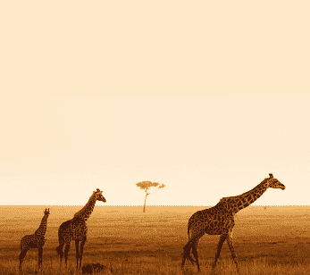 tailor-made-giraffs